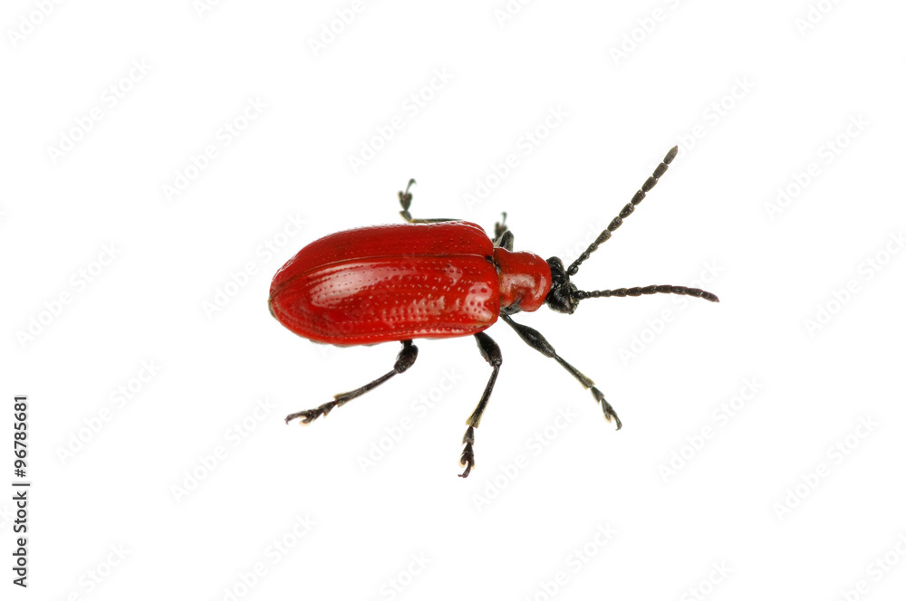 red beetle