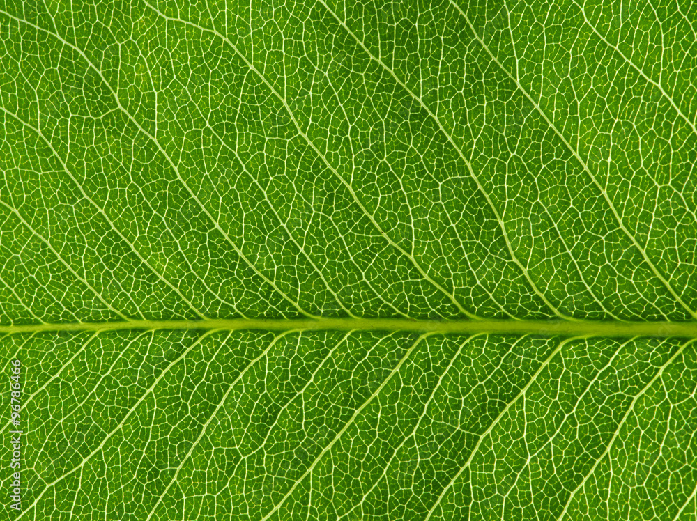  green leaf texture