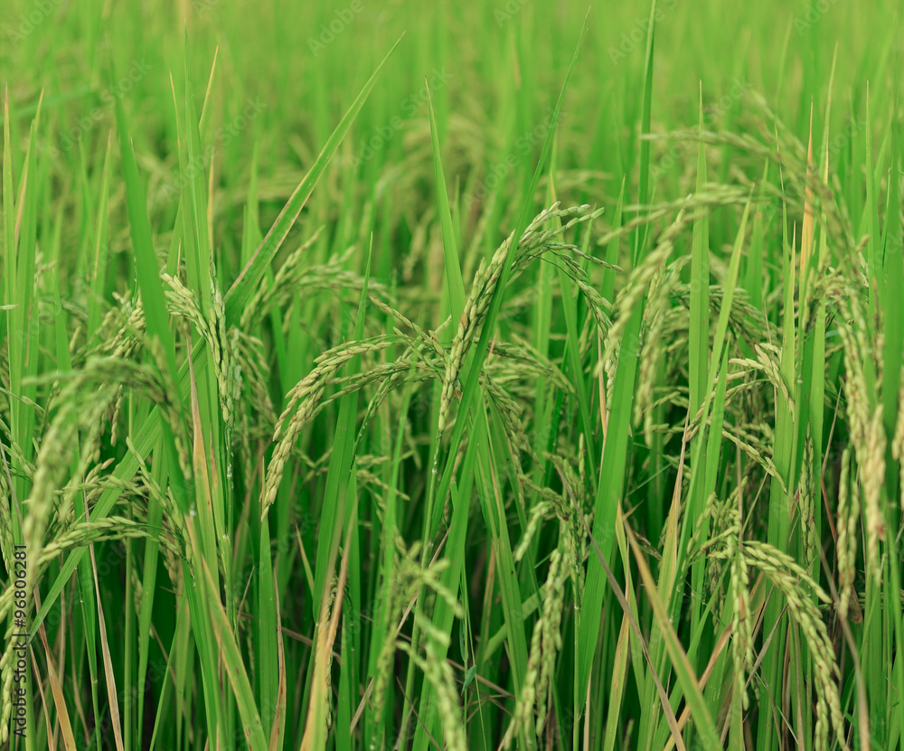 Rice Crop