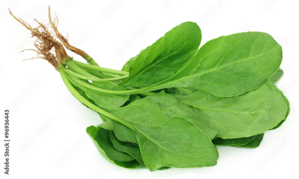 Fresh Spinach