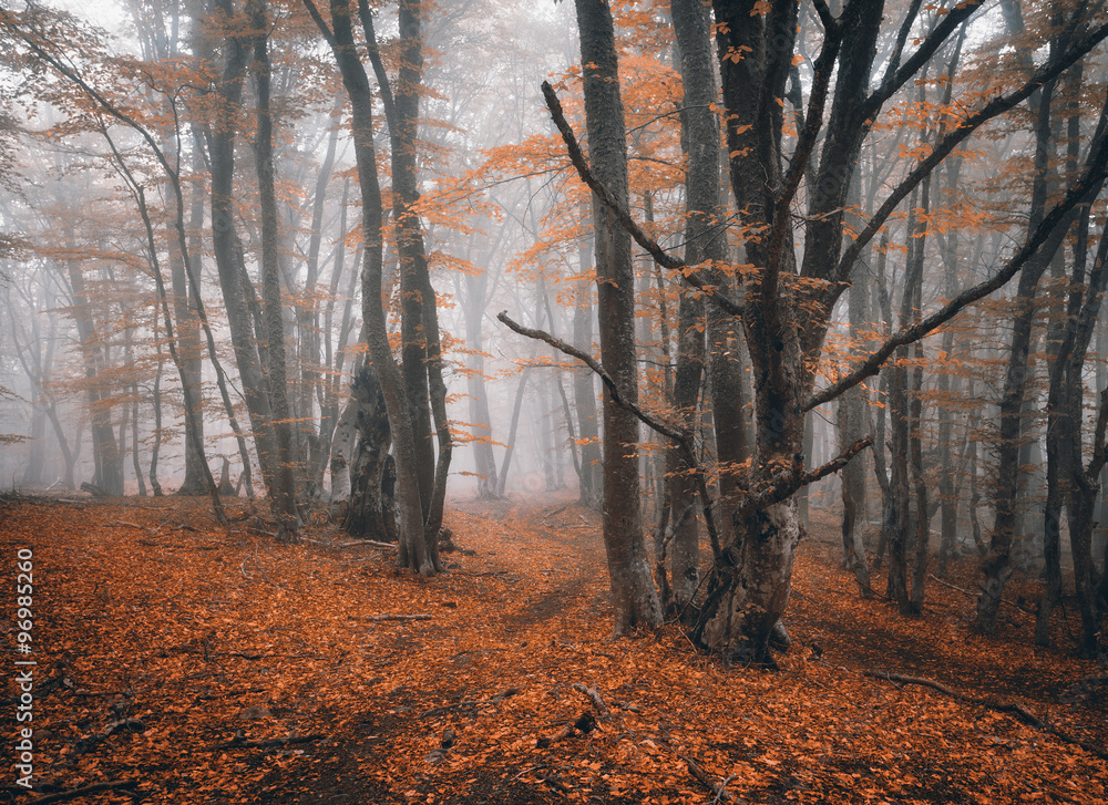 Autumn forest in fog. Beautiful natural landscape.