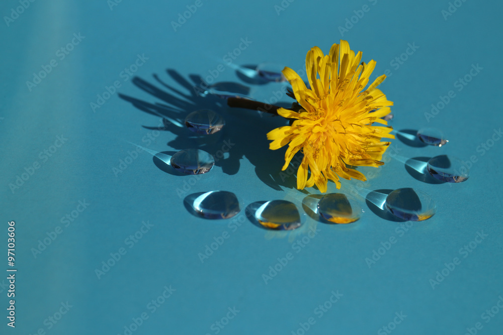 dandelion flower and the drops in the blue #6