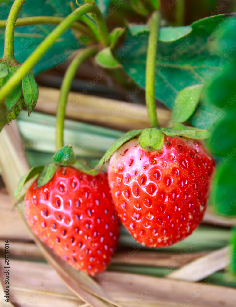 Cultivation of strawberries closeup view