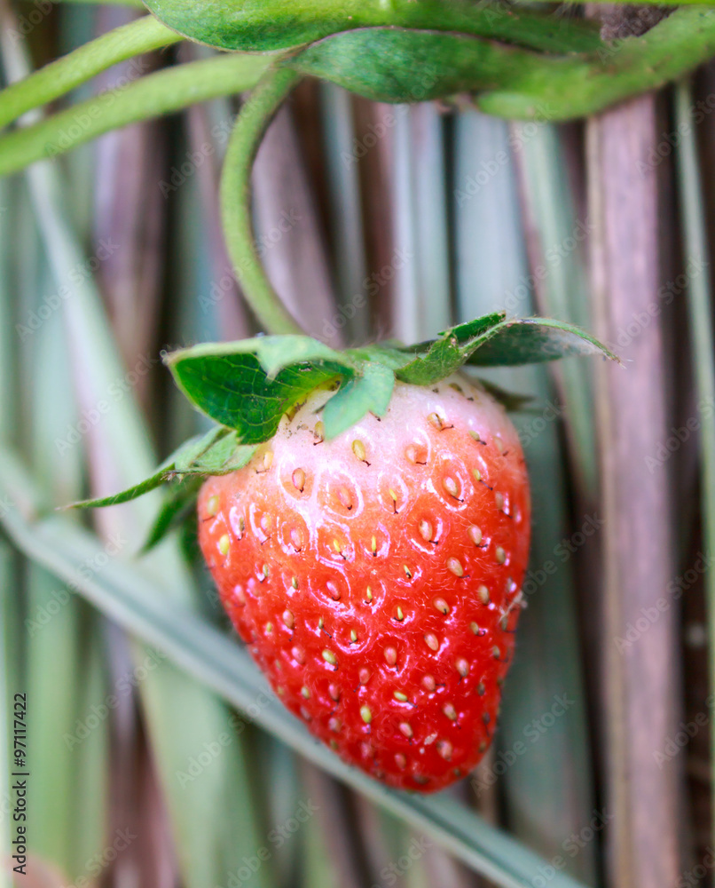 Cultivation of strawberries closeup view