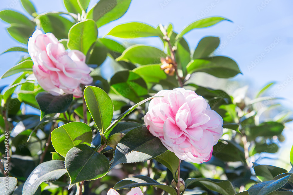 花园里的乔伊·肯德里克山茶