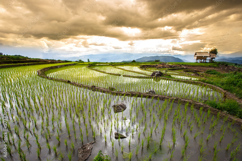 Rice fields on terraced of Pa Pong Pieng, Mae Chaem, Chiang Mai,