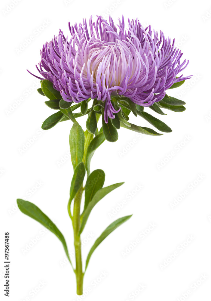 Aster flower head