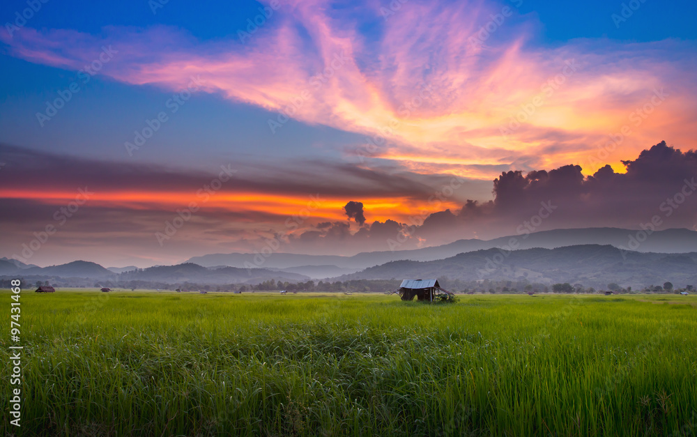 asian rice fields in evening winter