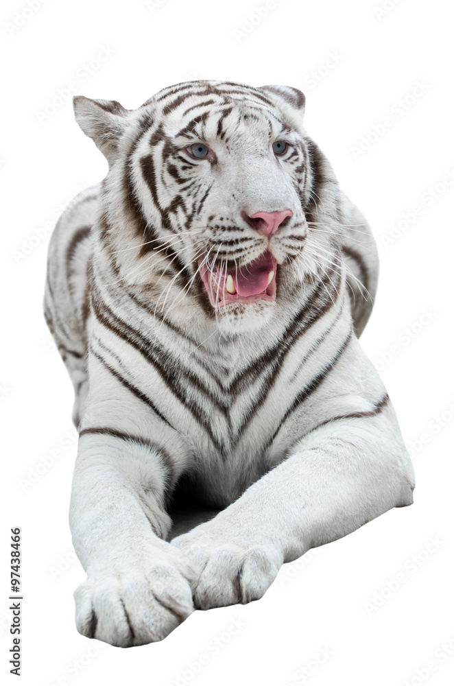 white bengal tiger isolated