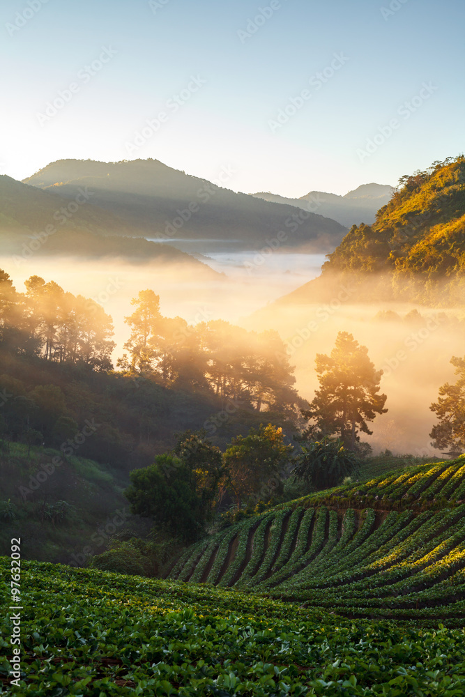 Doi Ang khang moun草莓园晨曦朦胧