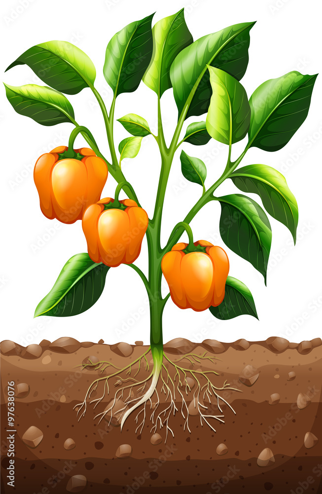 Orange capsicum on the plant