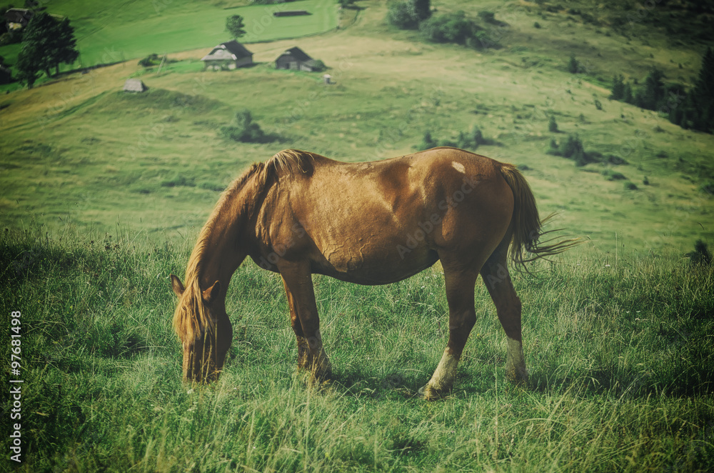 Horse at mountains