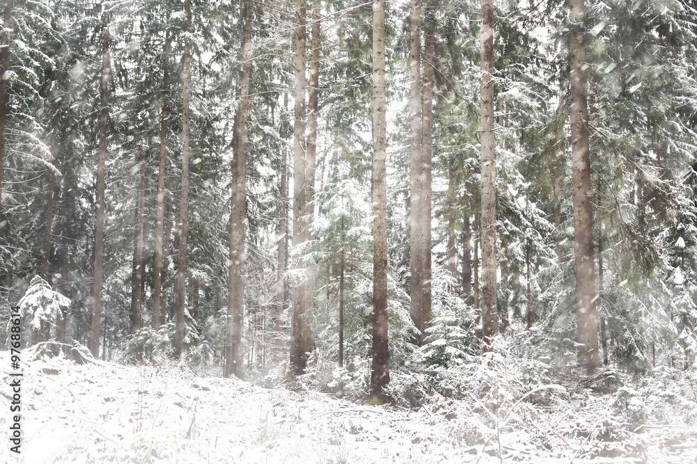 Lovely snowfall in countryside forest landscape. Close-up of snowy winter trees.