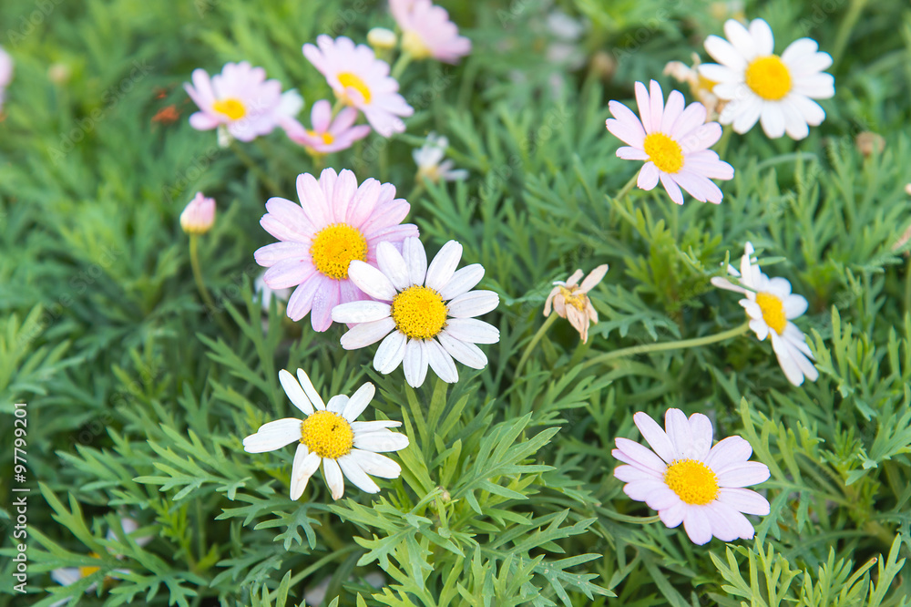 Marguerite、Paris Daisy (Argyranthemum frutescens)