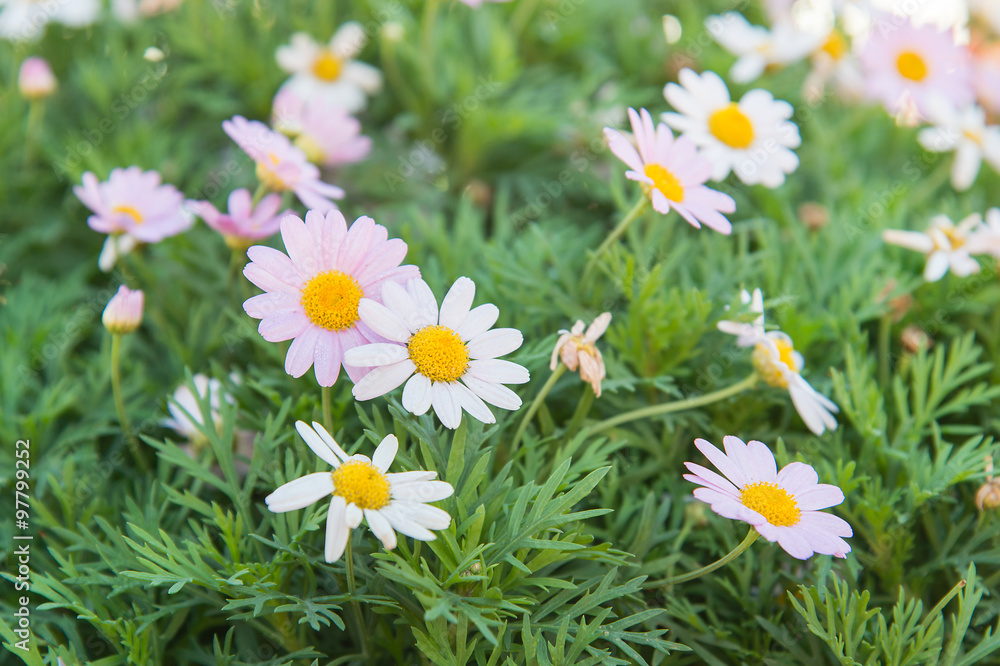 Marguerite、Paris Daisy (Argyranthemum frutescens)