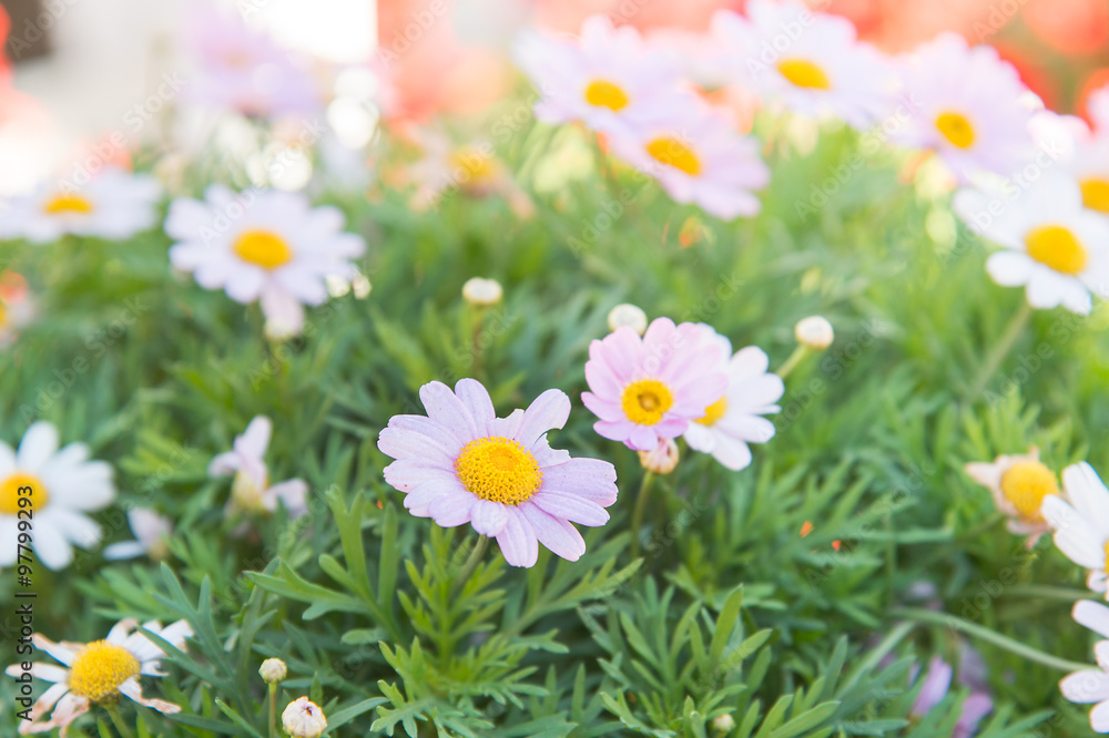 Marguerite、Paris Daisy (Argyranthemum frutescens)