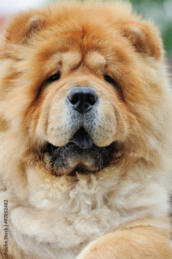 肖像棕色松狮犬