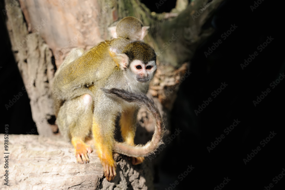 Common Squirrel Monkey