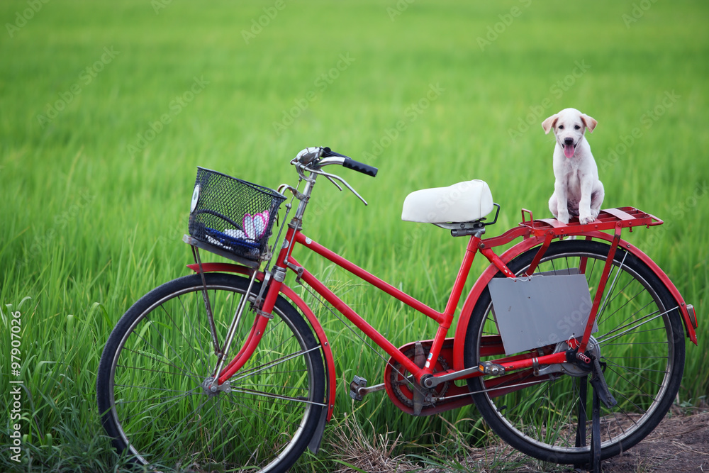 puppy on classic bicycle with green background