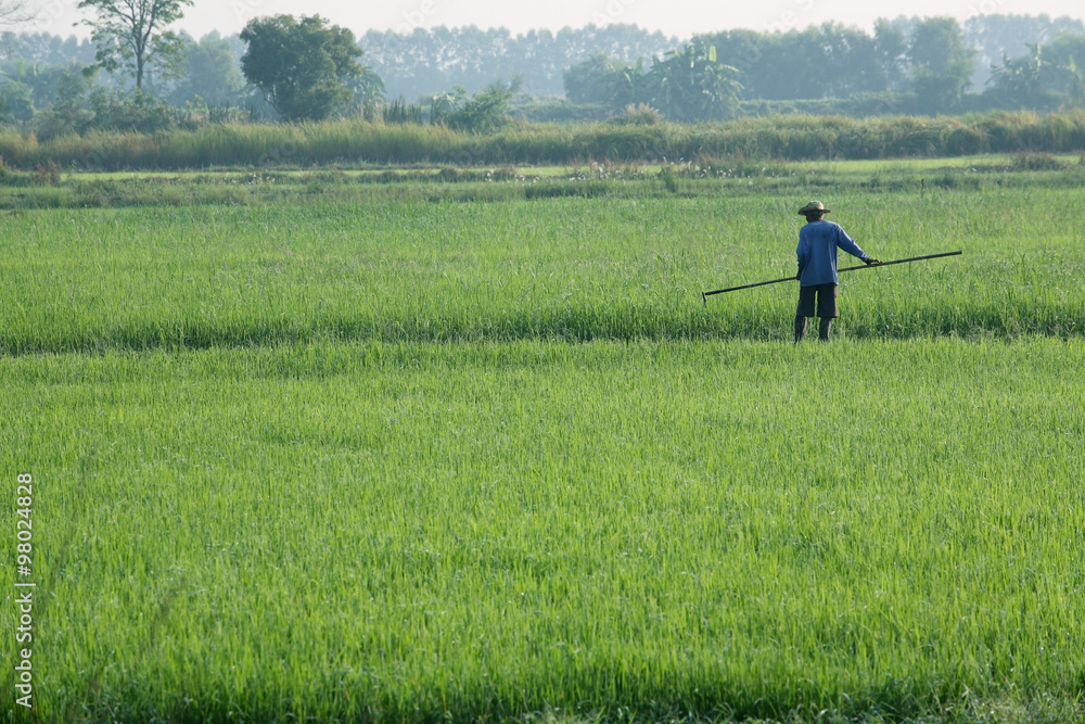 farmer working in paddy field.