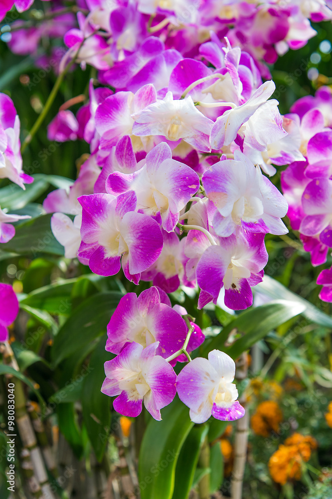 Wild orchid flowers