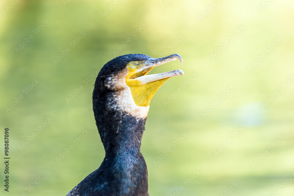 黑色Cormorant海鸟肖像