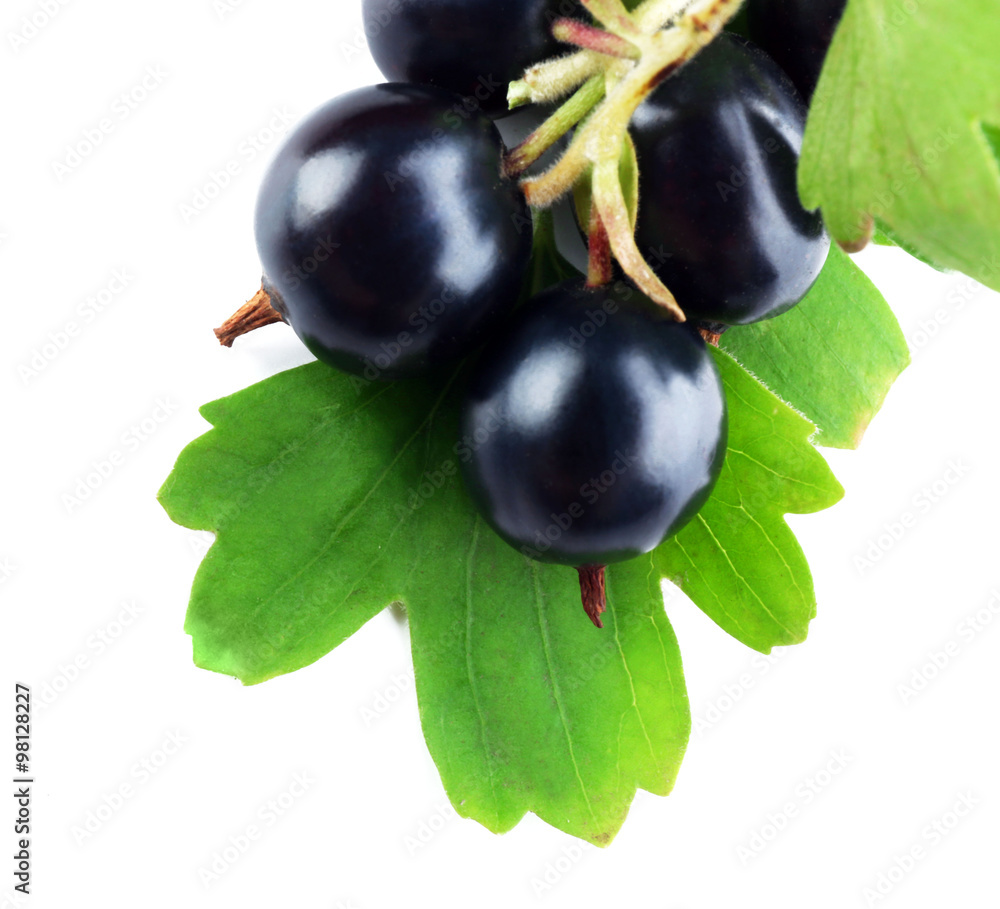 Wild black currant with green leaves isolated on white