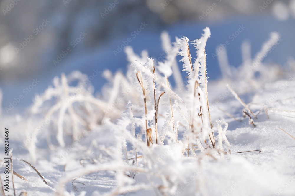 抽象模糊的霜冻草地，覆盖着霜和雪。可爱的阳光明媚的冬季草地