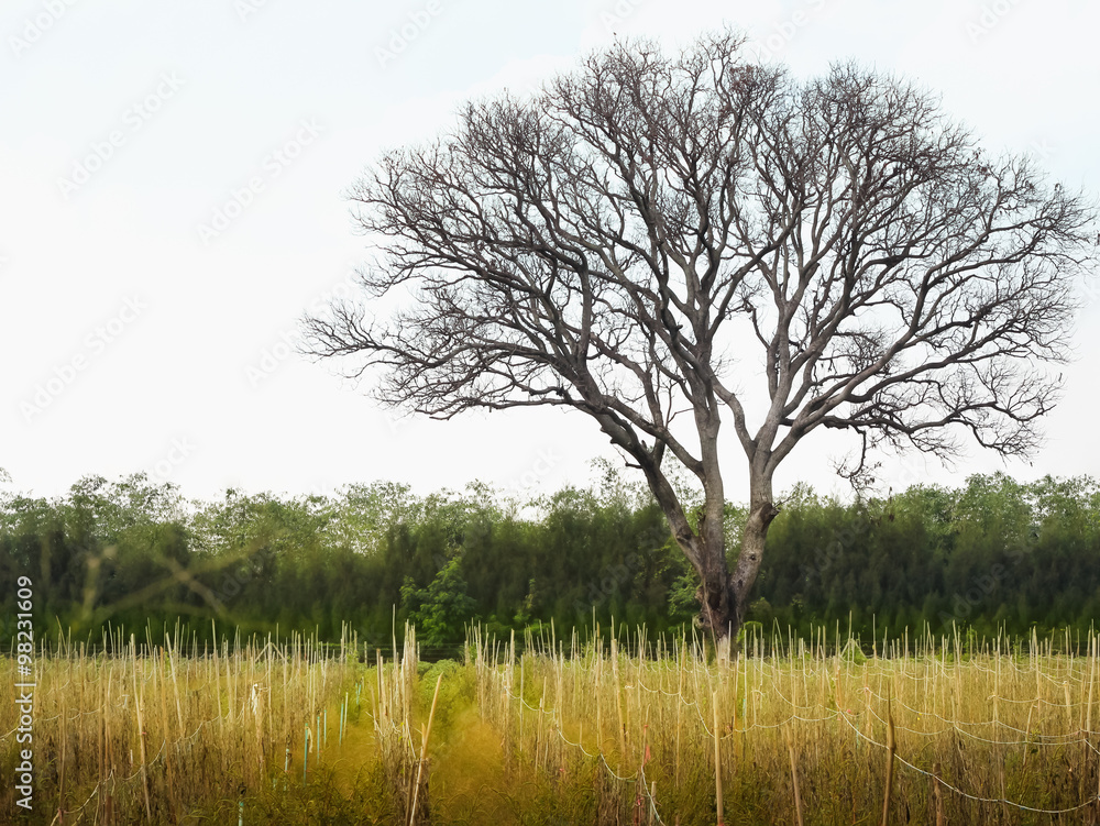 tree and yellow wheat field