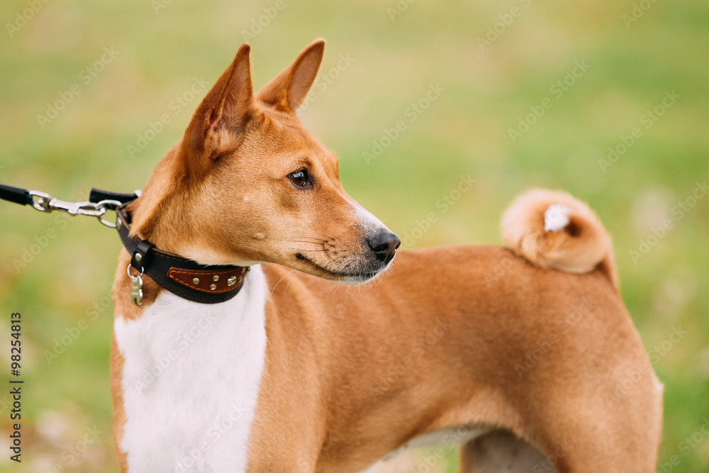 Basenji狗在户外草地上。Basenji是一种狩猎犬