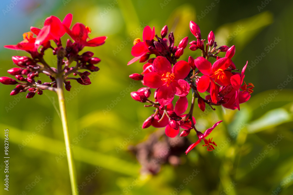 red Jatropha integerrima flower, Peregrina or Spicy Jatropha