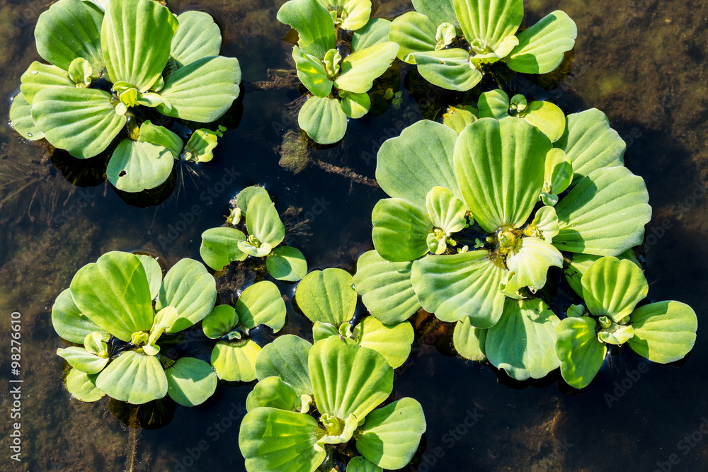 绿色Pistia stratites，绿色浮水莴苣