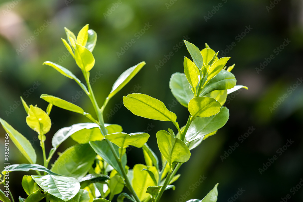 树木发芽，嫩芽生长