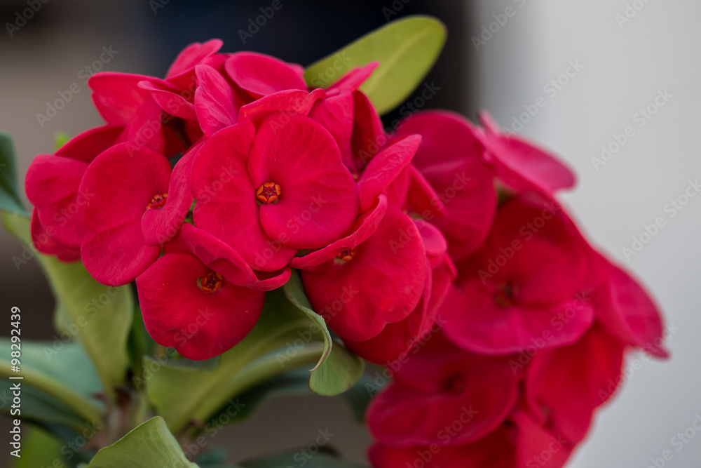 Euphorbia milli or Crown of thorns