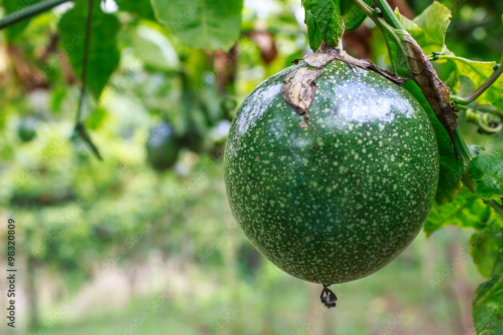 fresh passion fruit close up on tree