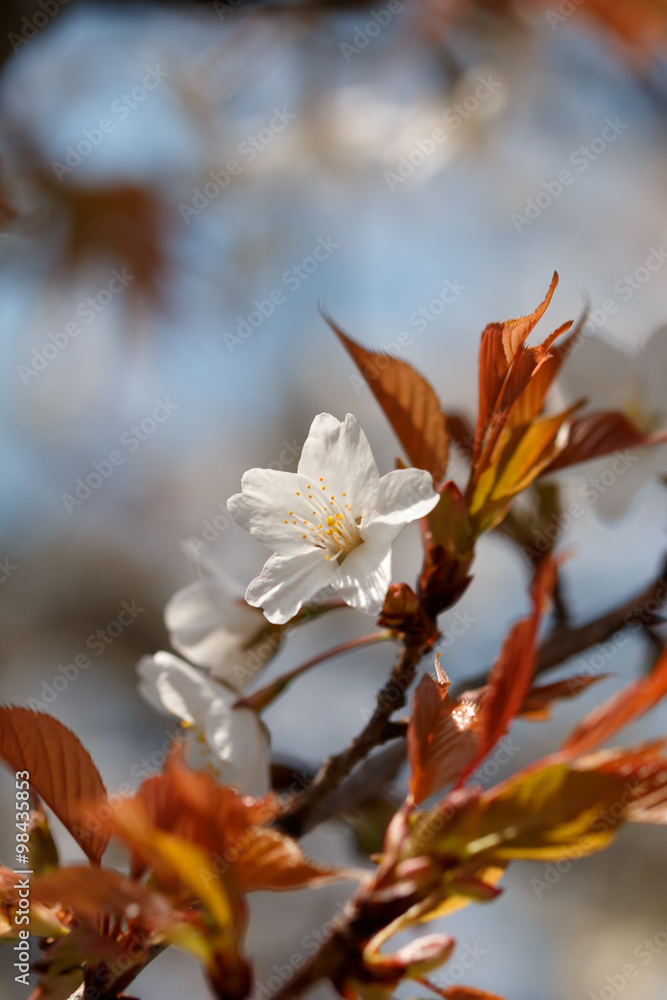 桜の花