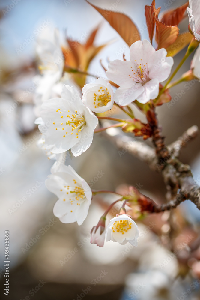 桜の花