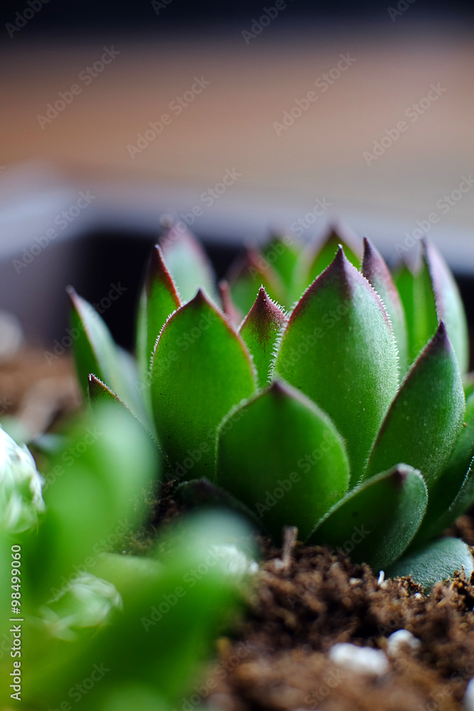 多肉植物