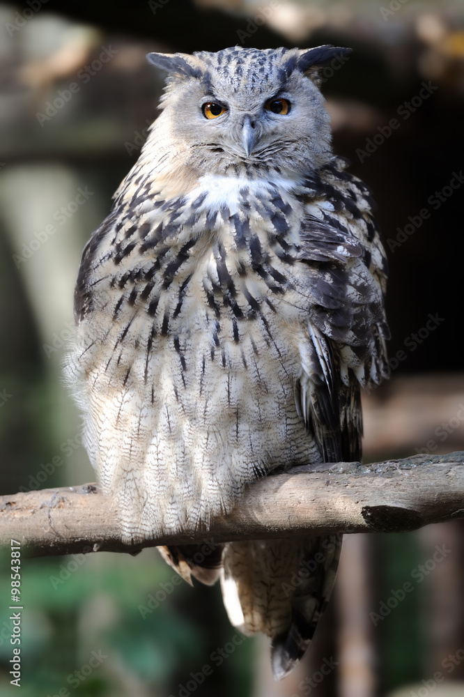 Wild young owl portrait