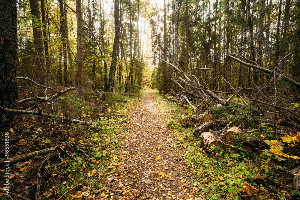 Path, lane, way, pathway in wild autumn forest