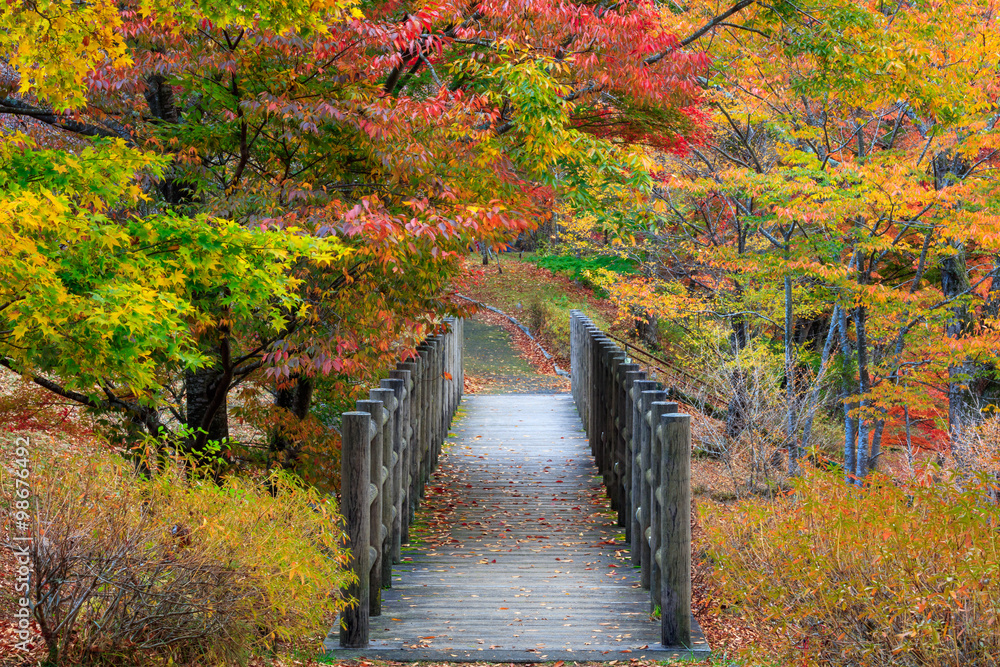 日本山中湖浅尾角寒龙池公园