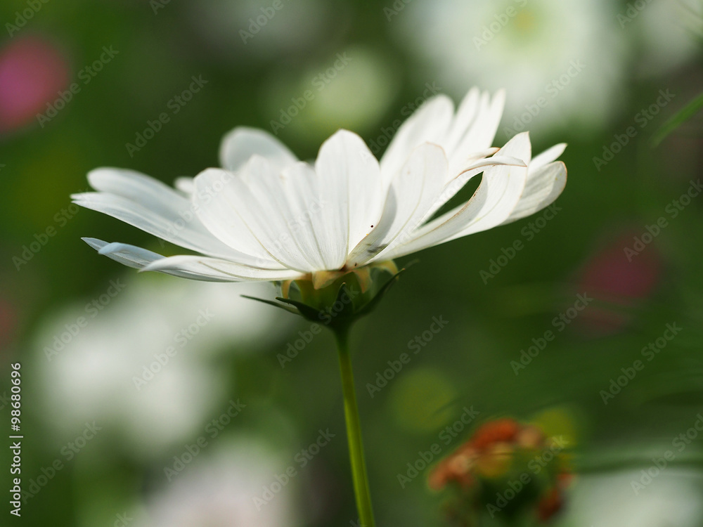 美丽的宇宙花园里的花朵，泰国