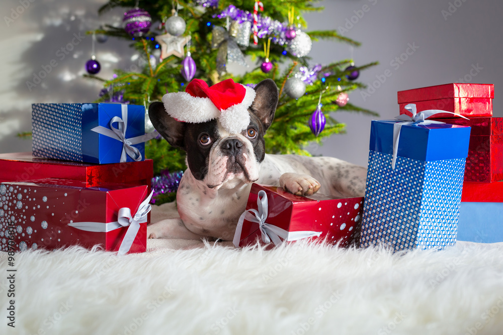 French bulldog under the Christmas tree with presents