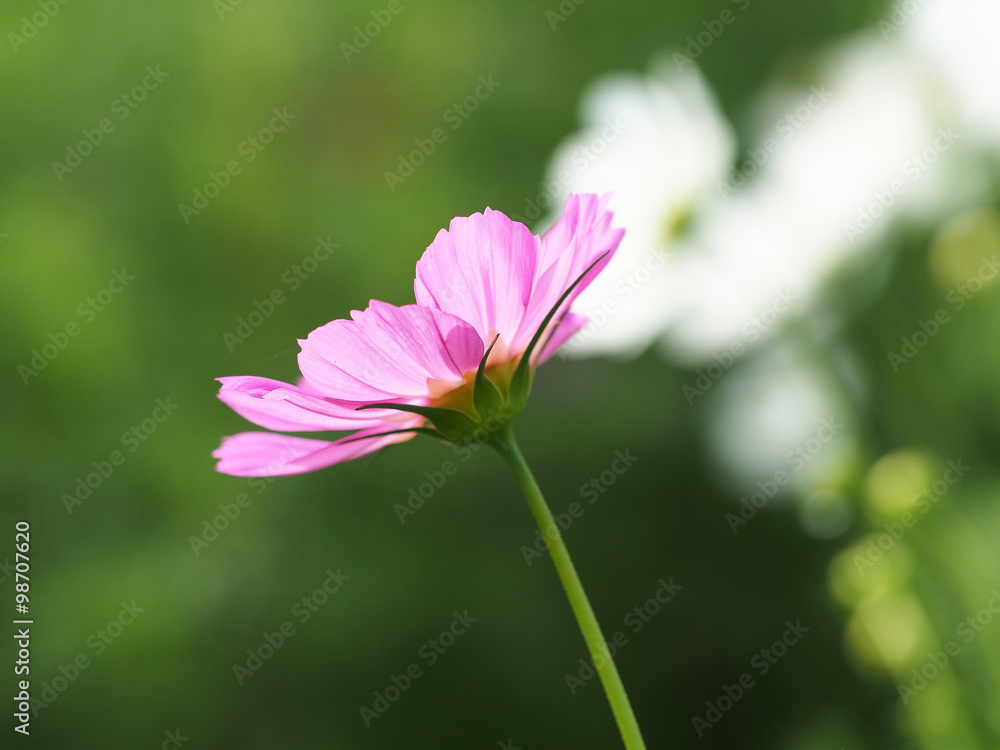 美丽的宇宙花在花园里，泰国