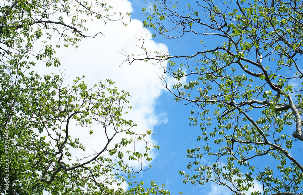 Clouds in the blue sky