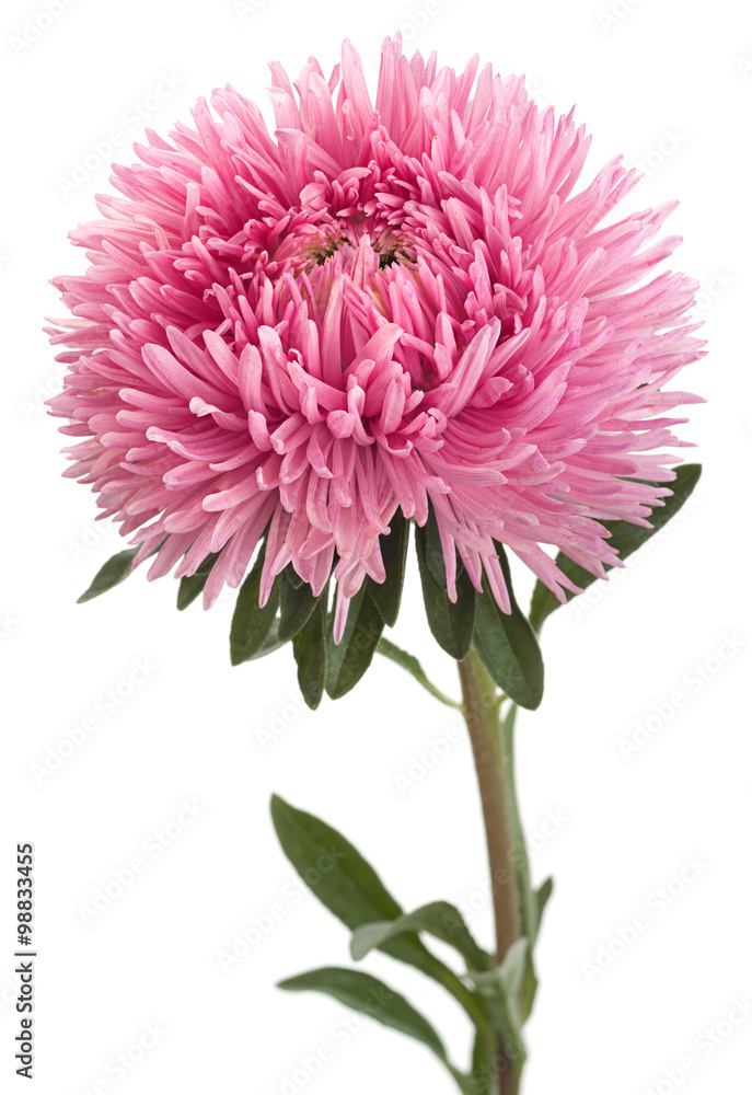 Aster flower head