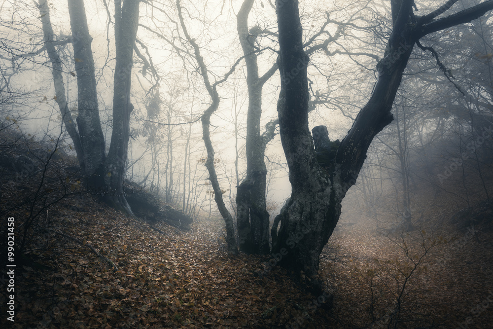 Spring forest in fog. Beautiful natural landscape. Vintage style