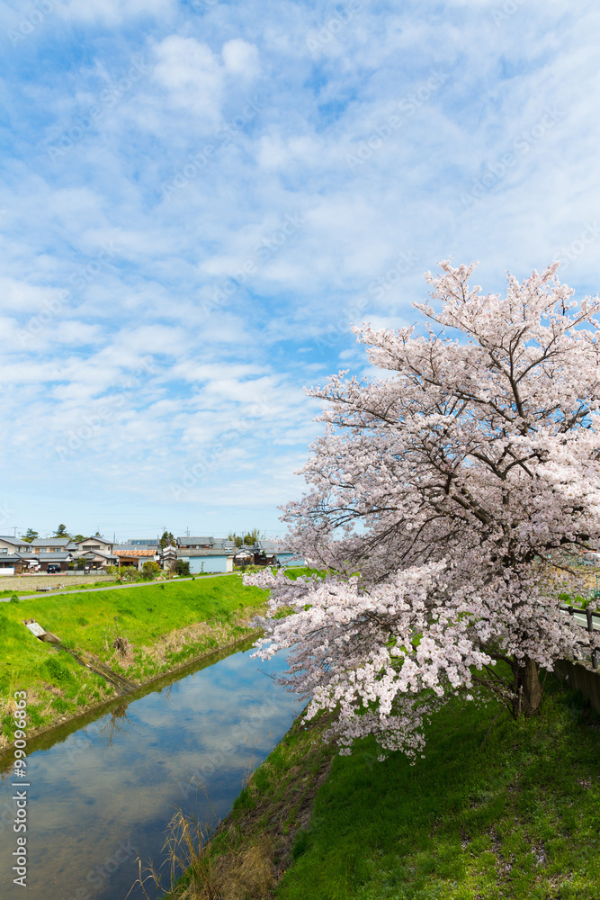 桜と青空