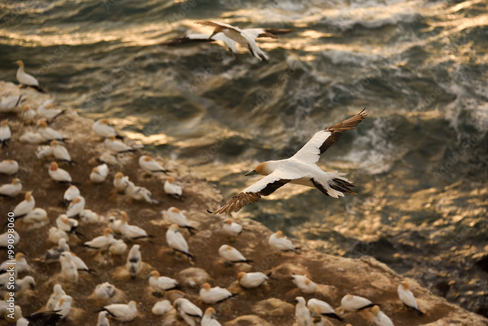 Gannet in flight over bird colony.