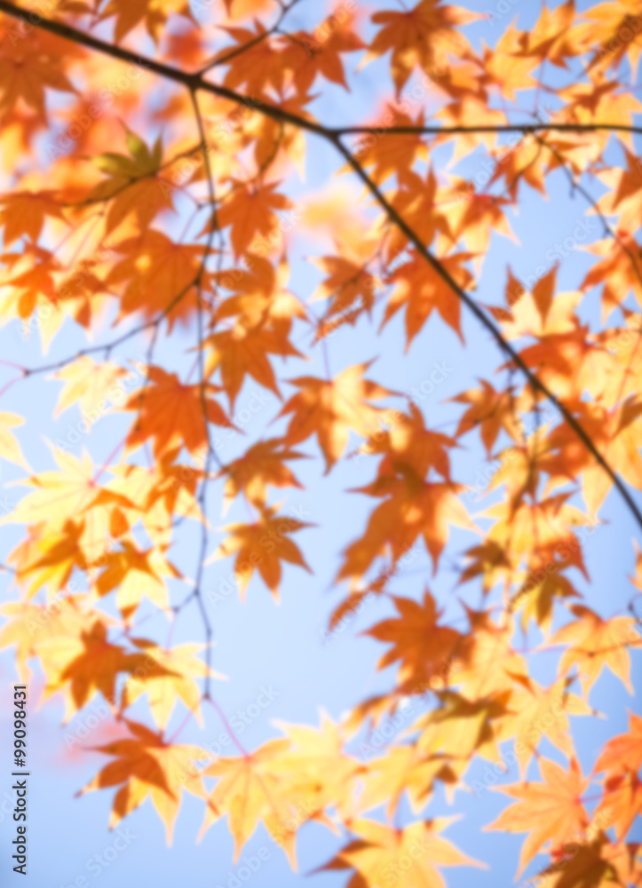 Abstract background of autumn leaves forest , shallow depth of focus..